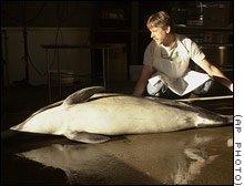 John E. Heyning, curator of mammals at the Natural History Museum of Los Angeles County, measures a dolphin found ashore on Friday.